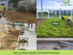Trồng Cỏ Cảnh Quan Trọn Gói Giá Rẻ Tại Đồng Nai, TP.HCM 