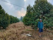 Bán gấp vườn sầu riêng 10ha   đang khai thác, có thu nhập ngay   huyện...