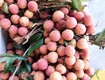 Vải thiều thanh hà hải dương 