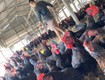 Gà thịt tươi mới mỗi ngày, nhận đặt số lượng lớn 