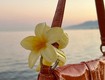 6 Bí Quyết Dùng Kẹp Tóc Hoa Tuna Aesthetic Để Luôn Nổi Bật. 