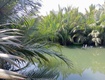 Chính chủ cần bán đất rừng dừa cẩm thanh   hội an 
