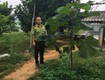 Tại sao chọn giống cây paulownia.vn trồng rừng 