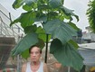 Cây trồng rừng mới mang lại kinh tế cao tại Gia Lai 