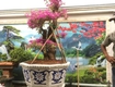 Chậu hoa chậu cảnh chậu hoa dán miễng , ghép sành...