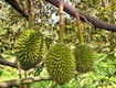 Bán vườn sầu riêng đẹp đang cho trái