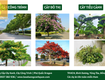 Cây Xanh Công Trình Giá Gốc Đồng Nai 