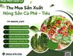 Phần mềm thu mua cà phê   tiêu 