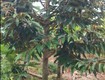Bán đất 16 công sầu riêng sổ hồng tại tân dương, huyện lộ 1, đồng tháp. 