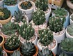 Bán cây hương thảo mini  rosemary  đuổi muỗi, thơm phòng khí khậu tphcm...