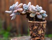 Top các loại sen đá quý hiếm được giới sưu tầm săn đón nhất hiện nay 