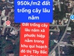 Bán gấp 14.250m  đất trồng cây lâu năm tại xã phước hiệp, huyện củ chi, tp hồ...