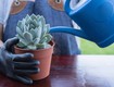 Người mới chơi sen đá nên tưới nước như thế nào 