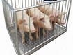 Cân trâu bò heo 500kg   1000kg có lồng chắn   sẵn HN 