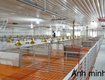 Chính chủ cần bán trang trại nuôi heo  diện tích lớn   tại thạnh trị ...