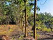 Siêu phẩm 1,7ha nhà yến cùng 500 cây cao su đang thu hoạch, dòng tiền sẵn tại đông...