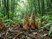 Mùa măng tre vào tháng mấy thời điểm thu hoạch ngon nhất