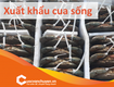 Thủ tục xuất khẩu cua sống , cua cà mau 