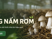 Mô Hình Nhà Trồng Nấm Sạch: Giải Pháp Hiệu Quả Cho Người Mới Khởi Nghiệp 