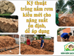 Kỹ Thuật Trồng Nấm Rơm Kiểu Mới   Hướng Đi Phù Hợp Cho Người Mới 