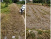 Bán đất giá tốt tại tây ninh   sổ riêng   đường ô tô vào tận...