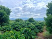 Cần bán đất ven đà lạt 308m có 268m thổ cư view núi...