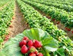 Cần bán đất nghĩ dưỡng làng omm bảo lộc sổ sẵn chỉ 500 triệu