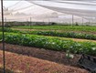 L2659   8.128m2 đất odt sát kcn vĩnh lộc a   giá 6x...