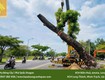 Dịch vụ cắt tỉa cây xanh, chặt cành cây ở Đồng Nai, HCM 