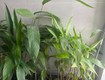 Chính chủ cho thuê Căn hộ HAGL 3pn, dt 117m2, 72 Hàm Nghi, P Thanh Khê, TP Đà...