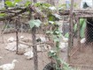 Chính chủ cần bán lô đấ tại Thôn Tân Hưng   Hùng Cường   Hưng Yên...