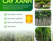 Công ty cây xanh uy tín ở Đồng Nai, HCM, Bình Dương 