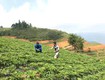 Nâng tầm giá trị dược liệu OCOP: Lựa chọn hệ thống chiết xuất đạt chuẩn cho doanh nghiệp...