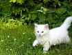 Vì sao nên tìm hiểu kiến thức trước khi nuôi thú cưng 