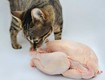 Có nên cho mèo ăn thịt gà sống  Những điều người nuôi cần biết 