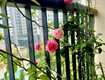 Bán gấp giá rẻ chung cư trần thủ độ 83m, tầng 9, mặt thoáng 10m, 5.7 tỷ hoàng...