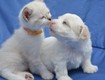 Mách bạn 7 cách khử mùi chó mèo trong nhà tận gốc từ aura pet...