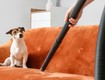 Cách khử mùi chó mèo trong nhà: sen mới cần biết 