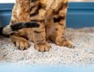 Cách chọn cát khử mùi cho mèo hiệu quả cho nhà luôn sạch thơm 