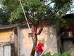 Máy cắt cành trên cao stihl ht75
