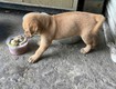 Bán cún con phú quốc lai đực