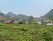 Bán 5.000m  đất   400m  thổ cư phường vân sơn, mộc châu 
