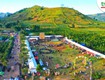 Chính chủ bán 1.211m2 đất sẵn sổ khu lễ hội hoa dã quỳ núi lửa chư đăng ya...