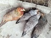 Bán gà tre cảnh tại thanh xuân hà nội 