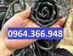 Hoa hồng sắt trang trí cho các công trình biệt thự sang trọng 