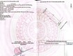 Bán đất đường phan văn trường   trục thông biển 