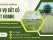 Cắt Cỏ Cưa cây Phát Hoang Công Trình, Đất Dự Án Biên Hòa, Đồng Nai 