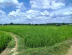 Cần bán 11.677m2 đất lúa thuộc khu dân cư xây mới gần đh phạm ngọc thạch 