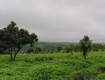 Chuyển nhượng trang trại MIA FARM   GIA LAI 9,6 ha  380m Mặt tiền đường nhựa...