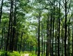 Đất nghỉ dưỡng view đồi thông sổ sẵn có thổ cư 
